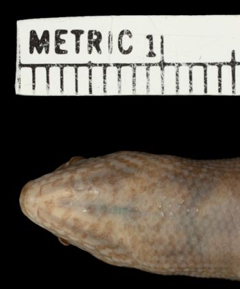 Media type: image;   Herpetology R-38982 Aspect: head ventral